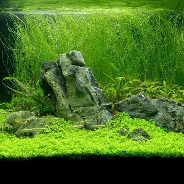 bibit benih tanaman air mini Hair Grass seed aquascape aquarium