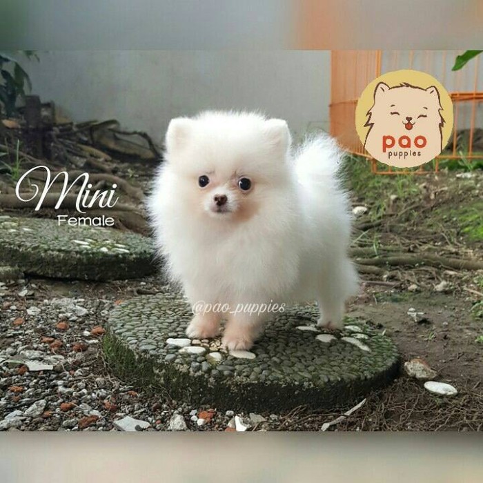 mini pom teacup