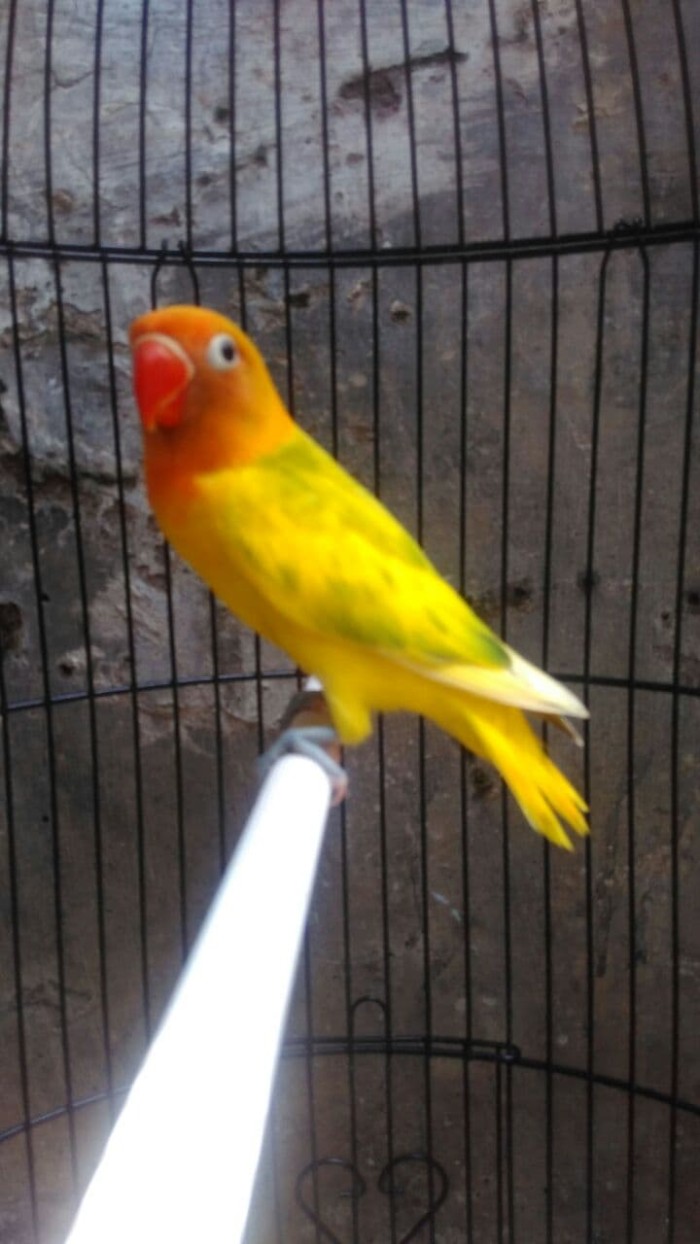 Jual Lovebird Green Series Dakun Jakarta Timur Pets Shop