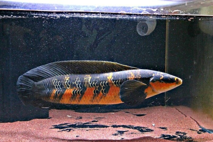 Ikan Hias Channa Maru – Marulioides