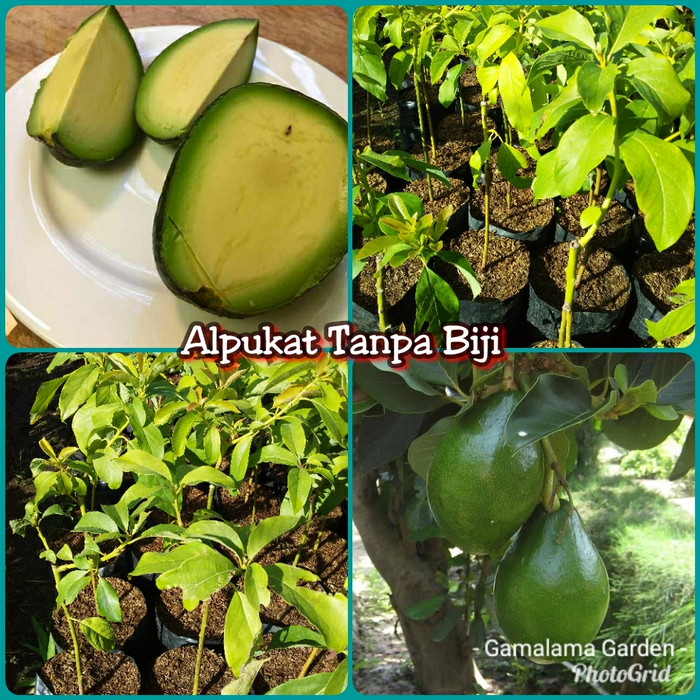 Bibit Tanaman Buah Alpukat Tanpa Biji