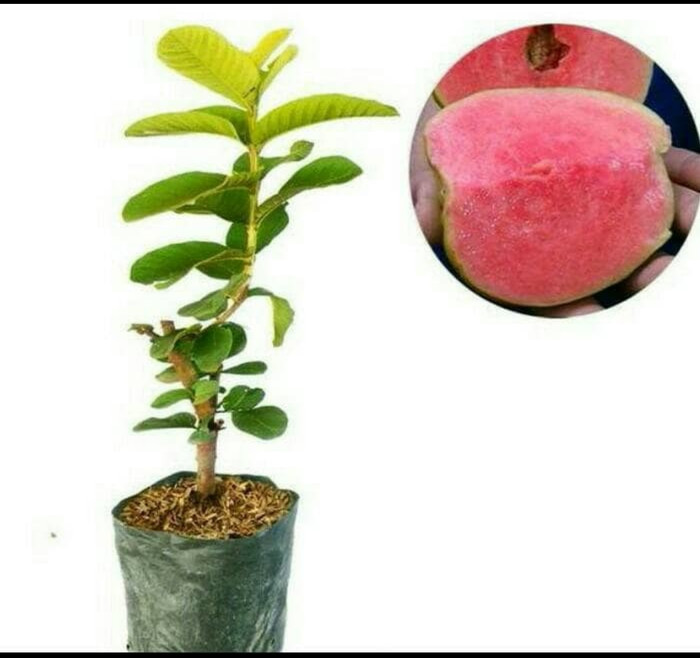 Jual Bibit Jambu Kristal Merah Tanpa Biji Jual Bibit Jambu Kristal Merah Tanpa Biji