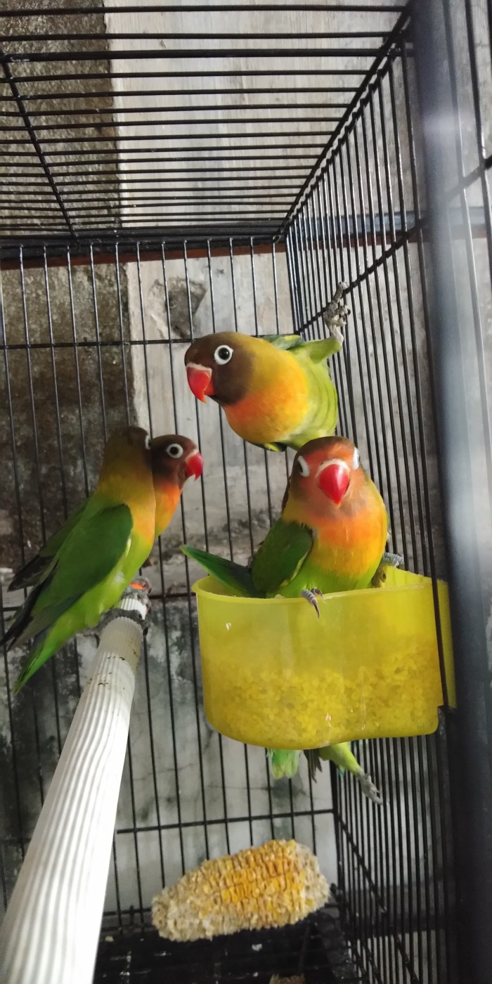 Jual Lovebird Ombyokan Paud Josan Balibu Kota Bekasi Beli