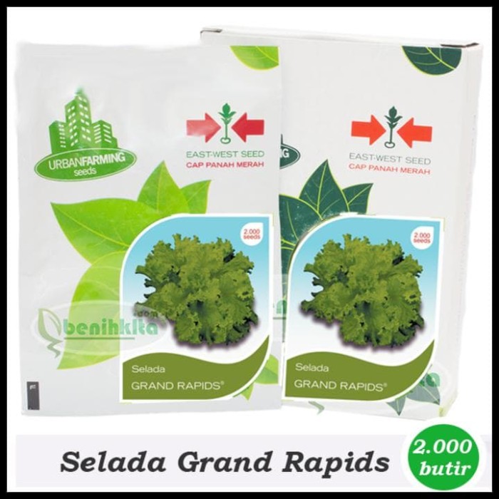 EKSKLUSIF BENIH SELADA GRAND RAPIDS (KEMASAN PERSONAL POUCH CAP PANAH