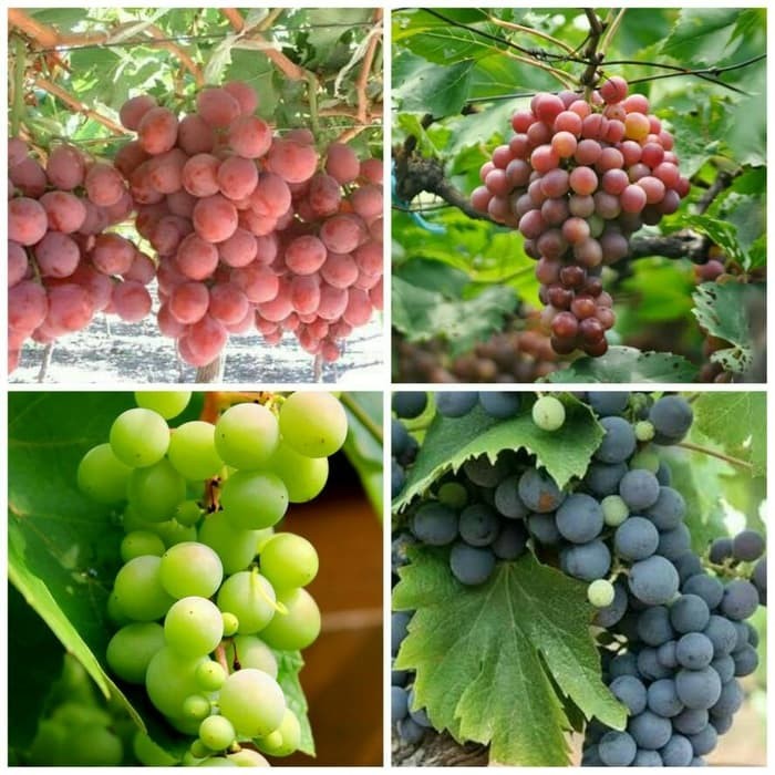 63+ Gambar Anggur Red Globe Terbaik 63+ Gambar Anggur Red Globe Terbaik