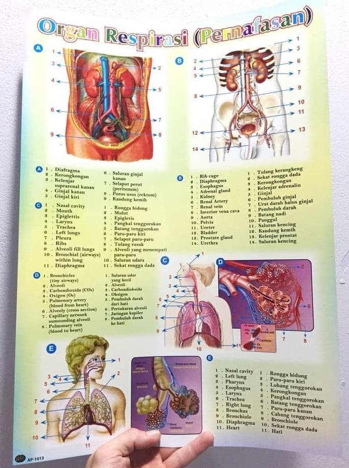 Jual Jual Mainan Poster Edukasi Organ Respirasi Pernafasan ...