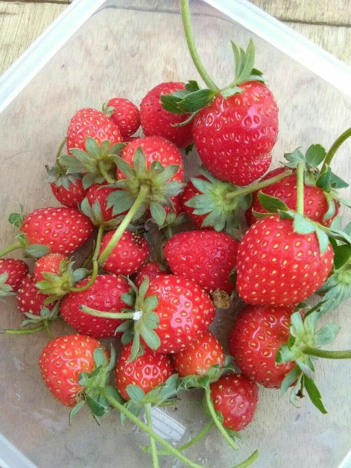 Bibit Tanaman Buah Stroberi / Strawberry - Sudah Adaptasi Daerah Panas