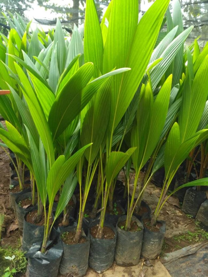 Bibit pohon Kelapa Kopyor Genjah (Kultur Jaringan) 99 % Kopyor