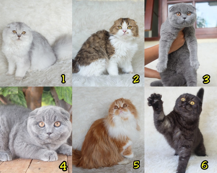 Harga Scottish Fold DaftarHarga.Pw Harga Scottish Fold DaftarHarga.Pw