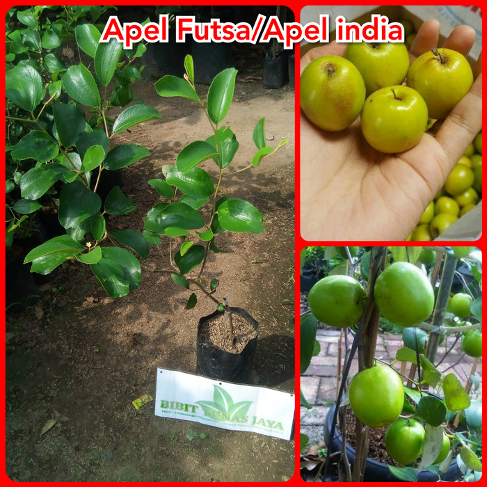 84 Gambar Tanaman Apel India HD 84 Gambar Tanaman Apel India HD