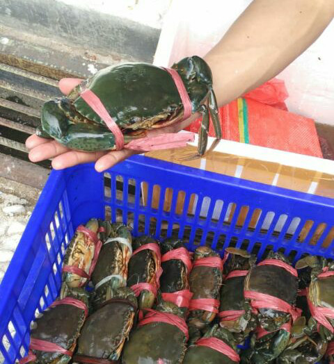 Katalog Kepiting Hidup Super Fresh Travelbon.com Katalog Kepiting Hidup Super Fresh Travelbon.com