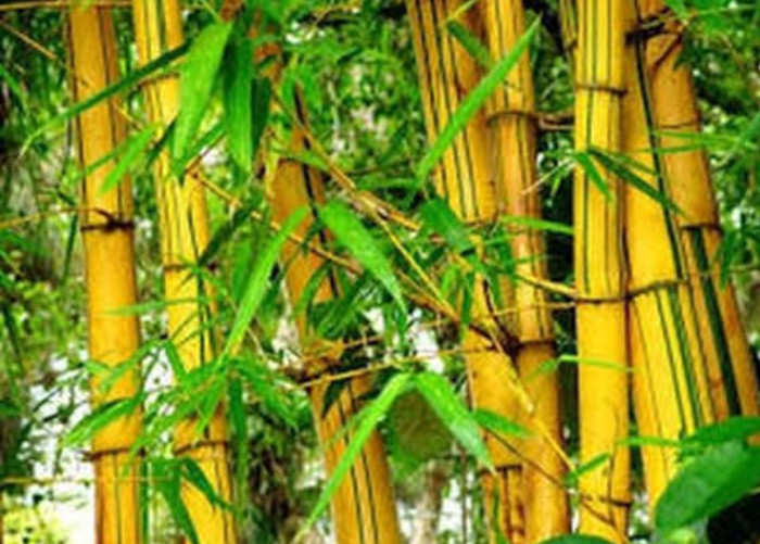 Jual Rebung Bambu Kuning Asli 1 Kg Kab. Bandung Barat
