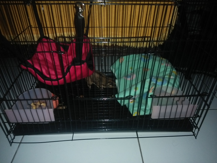 Katalog Sugar Glider Jual Hargano.com Katalog Sugar Glider Jual Hargano.com
