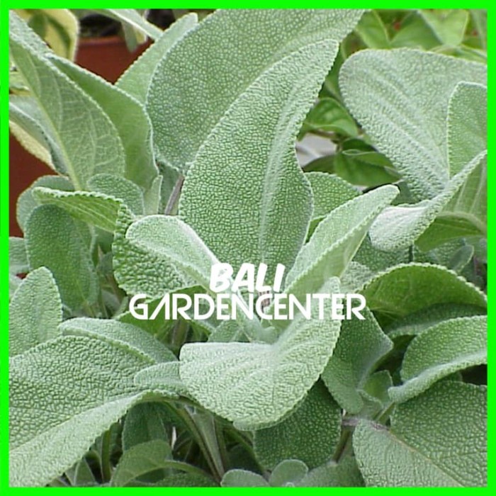 Benih Biji Herbal Sage - Salvia Officinalis Import