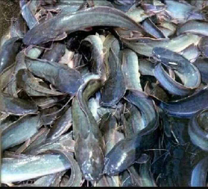 Jual Ikan Lele Segar Jakarta Timur Happy Food Tokopedia