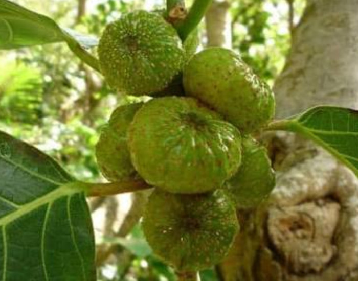 Jual Buah Awar Awar Segar 500 Gram Kab Bandung Barat As