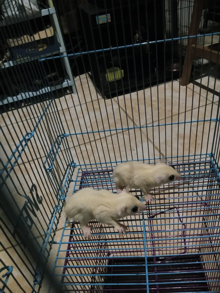 Info Sugar Glider Jual Travelbon.com Info Sugar Glider Jual Travelbon.com