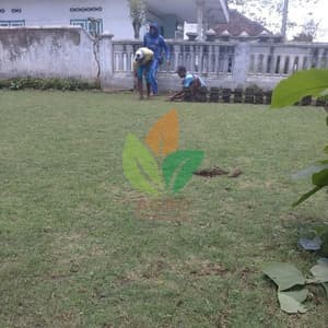 Harga Bibit Rumput Hargano.com Harga Bibit Rumput Hargano.com