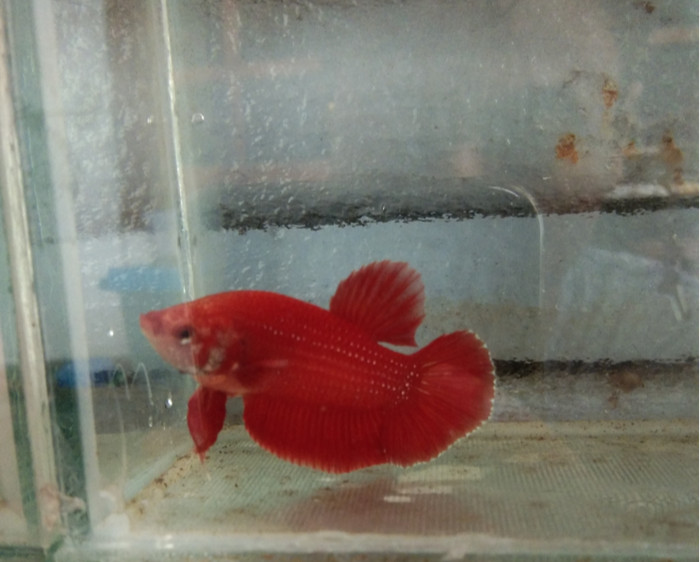 710 Koleksi Gambar Ikan Cupang Dengan Pensil Gratis Terbaru