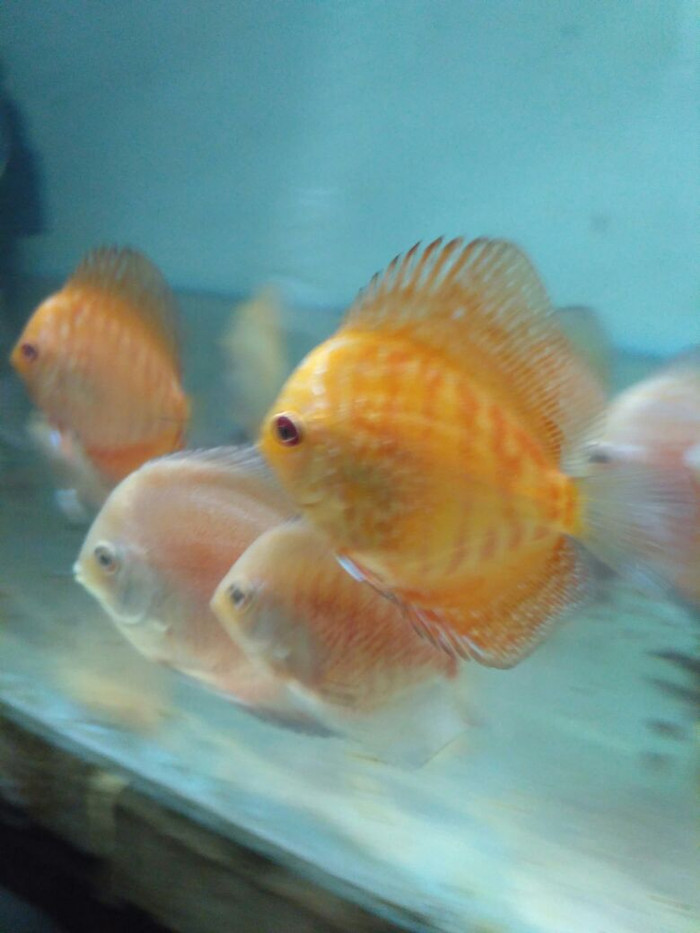 Harga Ikan Discus Travelbon.com Harga Ikan Discus Travelbon.com