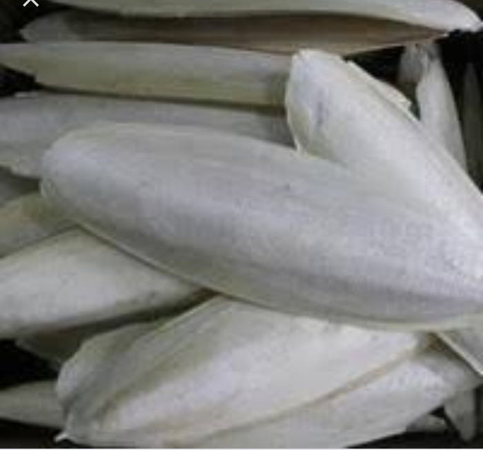 600 Gambar Cumi Cumi Sotong Terbaik 600 Gambar Cumi Cumi Sotong Terbaik