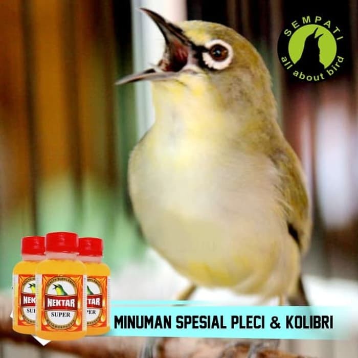 Info Suara Burung Gacor DaftarHarga.Pw Info Suara Burung Gacor DaftarHarga.Pw