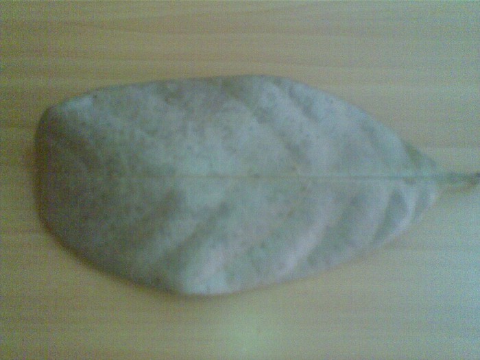 4000 Gambar Daun Nangka Kering Gratis 4000 Gambar Daun Nangka Kering Gratis