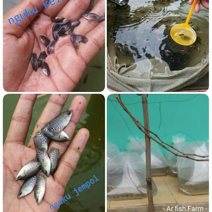 Harga Ikan Gurame Travelbon.com Harga Ikan Gurame Travelbon.com