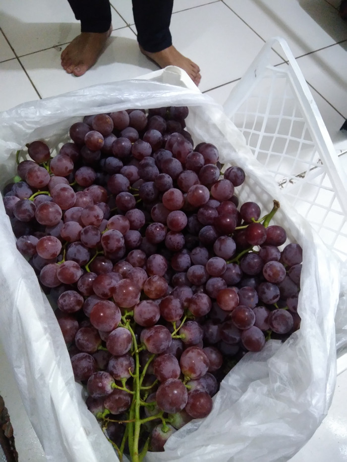 63+ Gambar Anggur Red Globe Terbaik 63+ Gambar Anggur Red Globe Terbaik