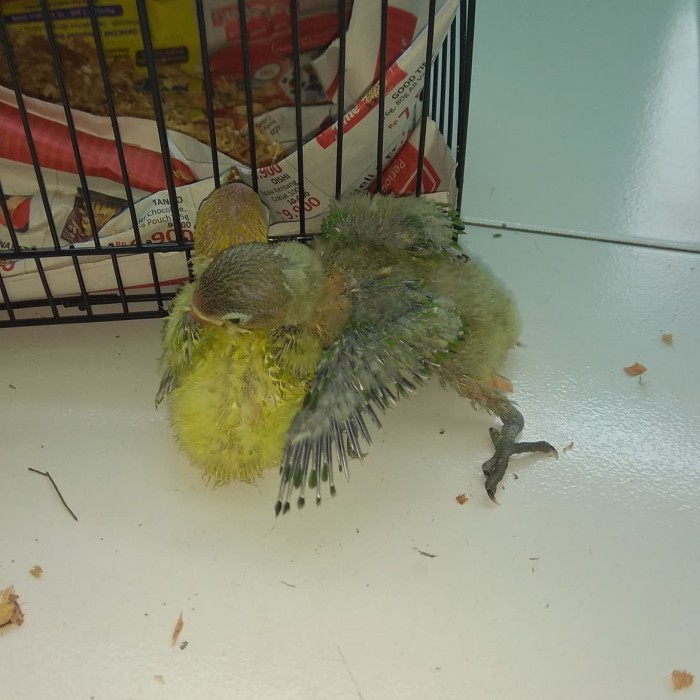Jual Burung Lovebird Anakan Kota Bekasi Bankdim Store Tokopedia