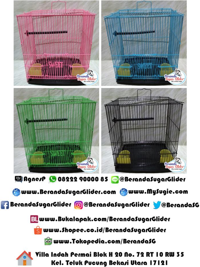 Info Tupai Terbang Hargano.com Info Tupai Terbang Hargano.com