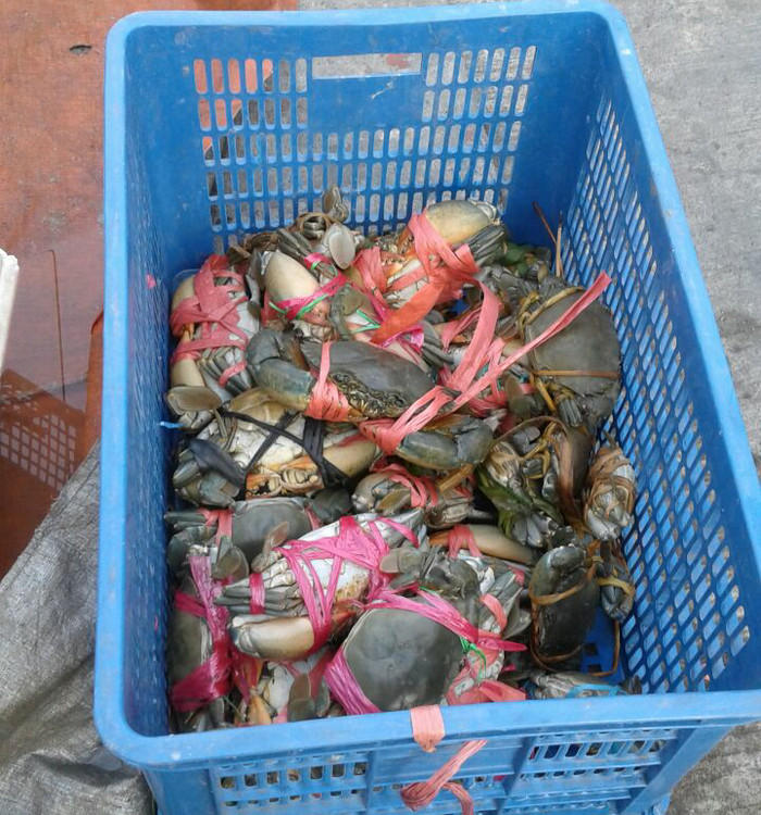 Info Kepiting Hidup Super Fresh Travelbon.com Info Kepiting Hidup Super Fresh Travelbon.com