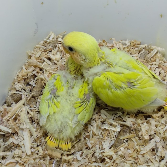 Katalog Lovebird Non Klep Hargano.com Katalog Lovebird Non Klep Hargano.com