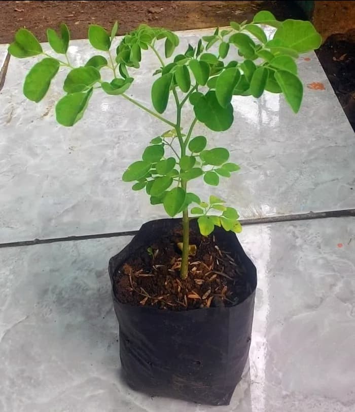 100+ Gambar Biji Daun Kelor Paling Keren 100+ Gambar Biji Daun Kelor Paling Keren