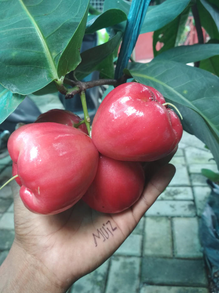 jambu red