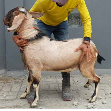 Jual Kambing Qurban Hewan Qurban Kambing Qurban Ciangsana