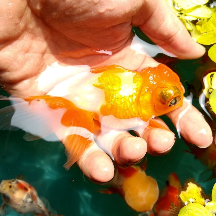 Info Ikan Mas Koki Travelbon.com Info Ikan Mas Koki Travelbon.com