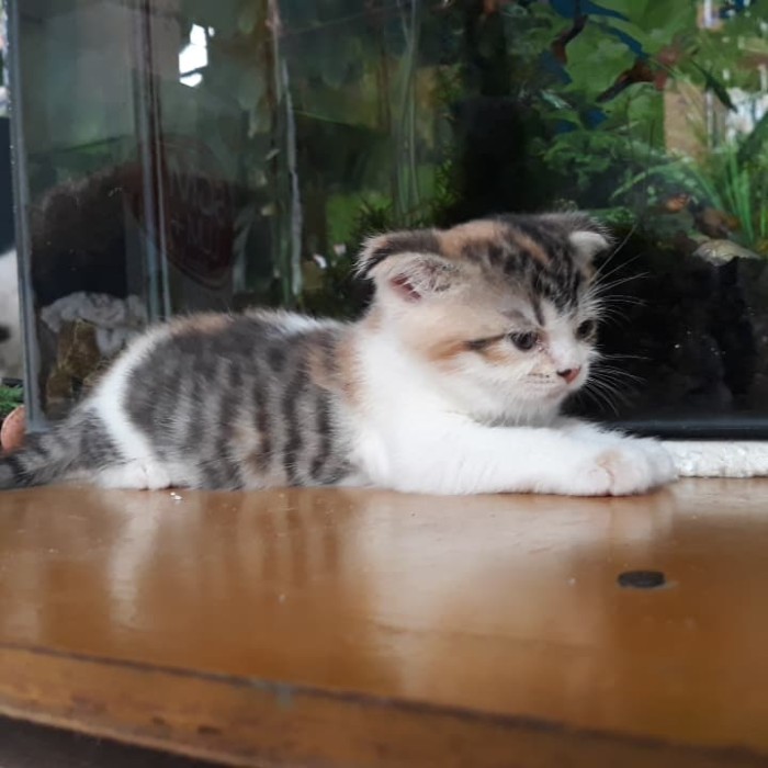 Harga Kucing Scottish Fold Travelbon.com Harga Kucing Scottish Fold Travelbon.com