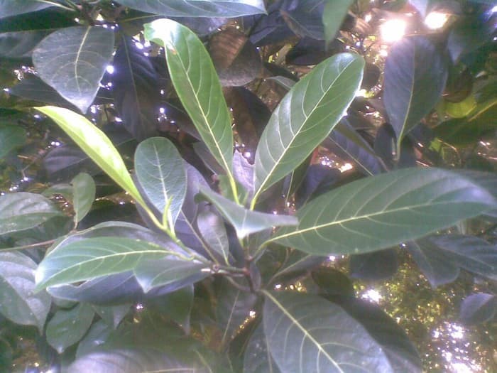 4000 Gambar Daun Nangka Kering Gratis 4000 Gambar Daun Nangka Kering Gratis