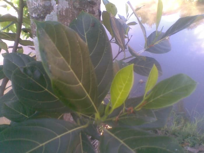 4000 Gambar Daun Nangka Kering Gratis 4000 Gambar Daun Nangka Kering Gratis