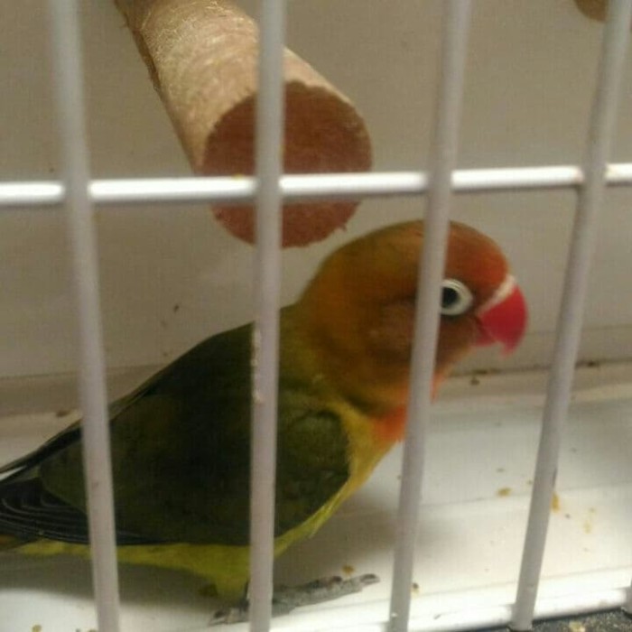 86+ Gambar Lovebird Dark Green 86+ Gambar Lovebird Dark Green
