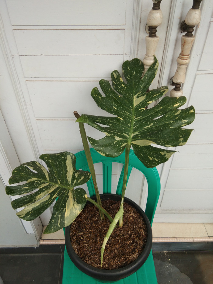 Wallpaper Jual Monstera Variegata Jakarta Barat Varhanirs Tokopedia For iPhone