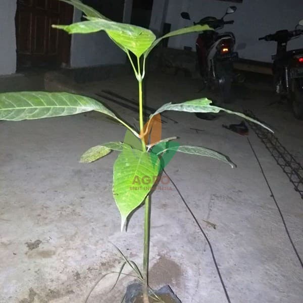 Jual Bibit Mangga Pakel Asal Biji Kab Nganjuk Agro Tanaman Tokopedia