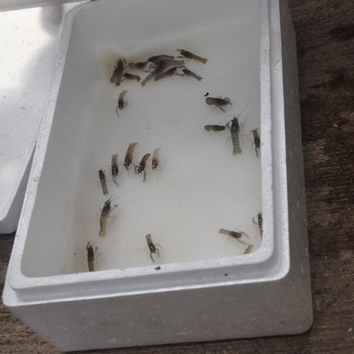 Harga Bibit Lobster Air Tawar Hargano.com Harga Bibit Lobster Air Tawar Hargano.com