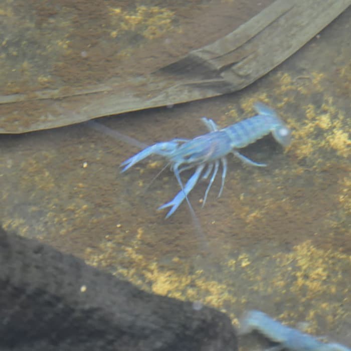 Katalog Bibit Lobster Air Tawar Hargano.com Katalog Bibit Lobster Air Tawar Hargano.com