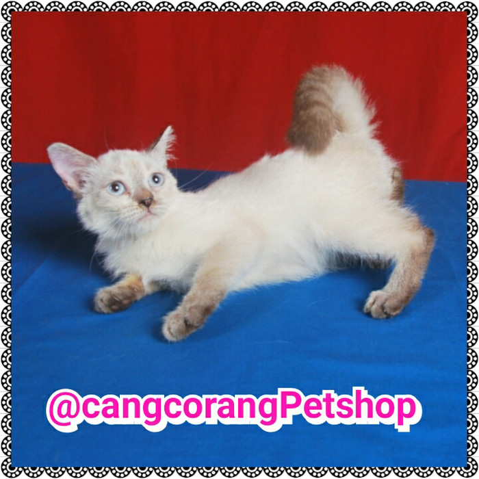 Harga Kucing Himalaya Travelbon.com Harga Kucing Himalaya Travelbon.com