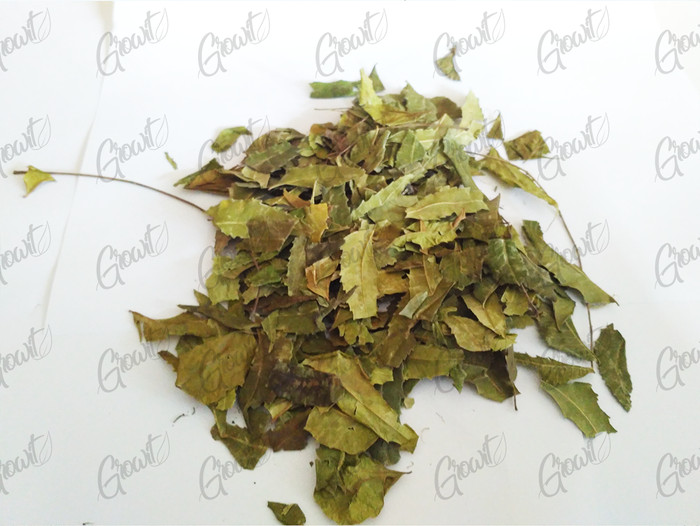 1000 Gambar Daun Neem Paling Keren 1000 Gambar Daun Neem Paling Keren