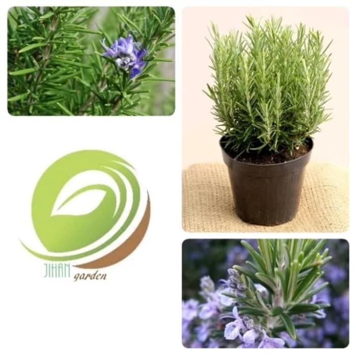 100+ Gambar Bunga Rosemary Terbaru 100+ Gambar Bunga Rosemary Terbaru