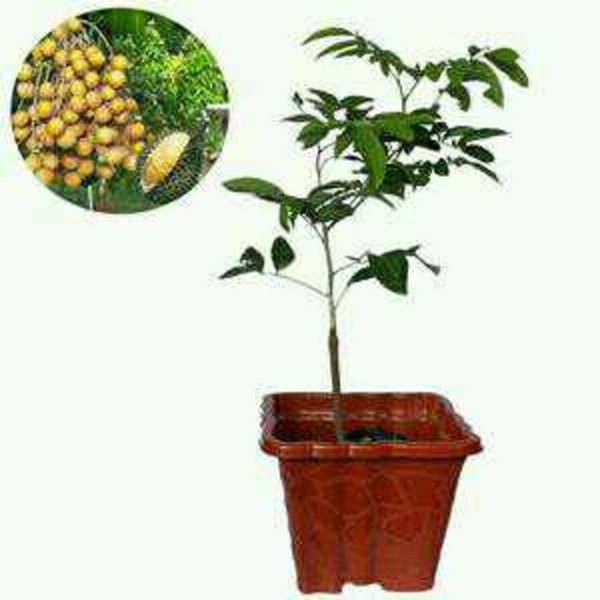 klengkeng aroma durian okulasi daftar harga terkini dan terlengkap indonesia klengkeng aroma durian okulasi daftar harga terkini dan terlengkap indonesia