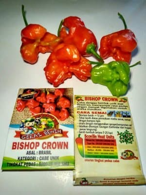 Benih cabe Bishop Crown ( cabe unik mirip mahkota bunga )